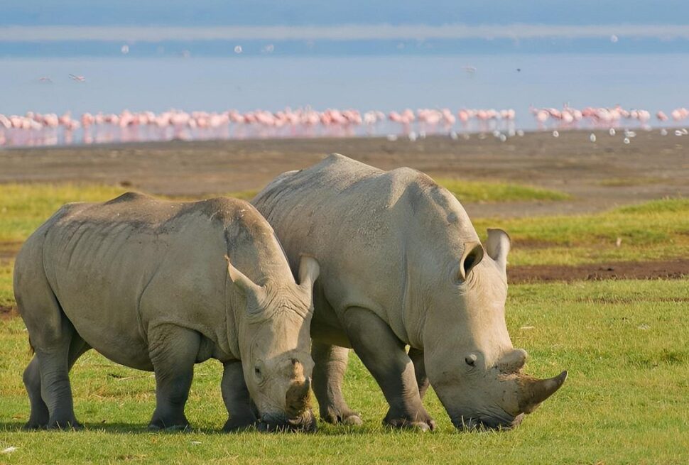 Safari économique Kenya, Safari de luxe Kenya, Prix voyage Kenya