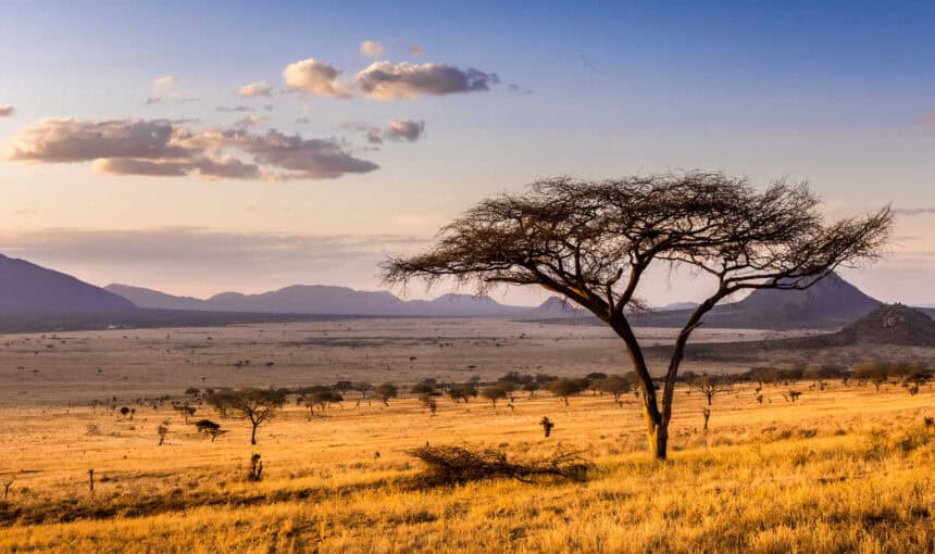 Les Parcs Nationaux du Kenya : Destinations de Safari Inoubliables pour 2025