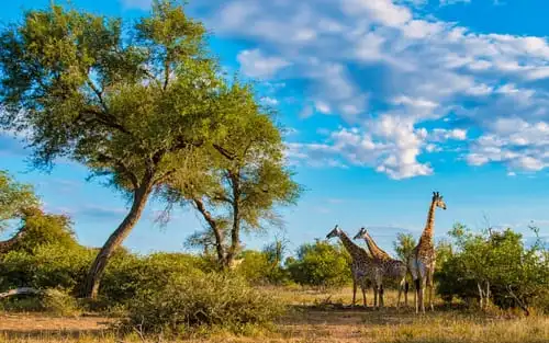 Quel est le coût moyen d’un safari en Afrique ?