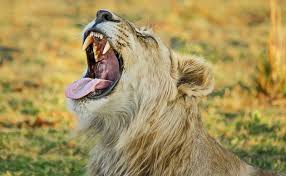 Où et Quand Observer les Big Five au Kenya ?