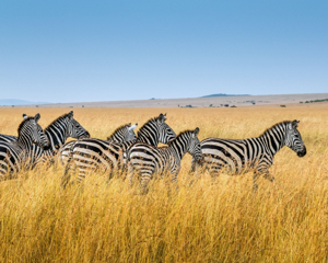Le Safari Détox Numérique Ultime : Échappez aux Écrans et Reconnectez-vous avec la Nature