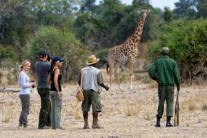 Safari en Afrique : Comment Choisir le Bon Guide ?