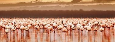 Comment Choisir la Meilleure Agence de Voyage pour Votre Safari Africain