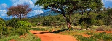 Top 10 Agences de Voyage en France pour Organiser un Safari Sans Stress