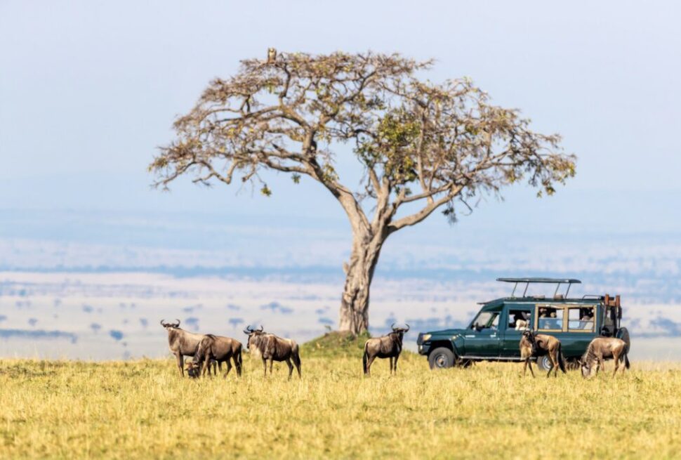 De Pairi Daiza aux Plaines d'Afrique : Passez des Visites Zoologiques aux Safaris Authentiques
