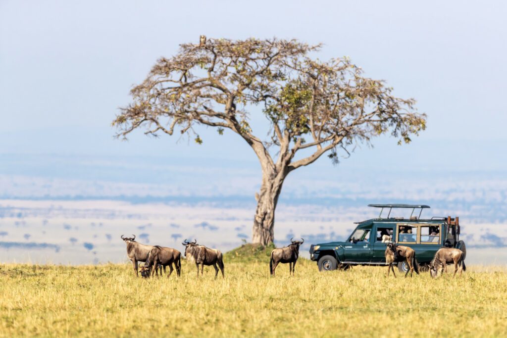 De Pairi Daiza aux Plaines d'Afrique : Passez des Visites Zoologiques aux Safaris Authentiques