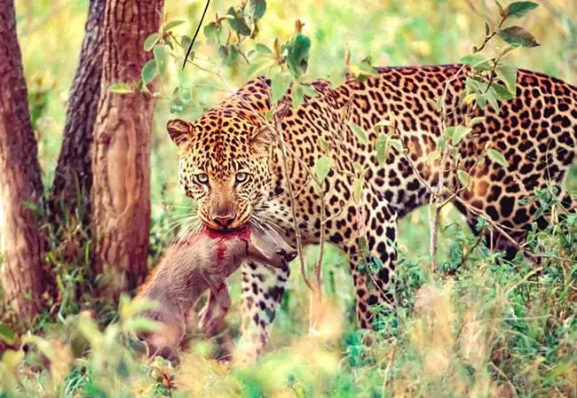 Partez en safari cet été au Kenya avec Tour Afrique Orientale ! Découvrez les meilleures destinations, activités exclusives et circuits personnalisés pour des vacances inoubliables. Réservez dès maintenant !