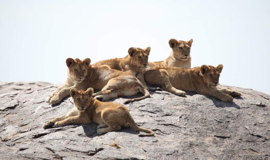 Circuits Safari – Avec des Prix à Partir de 726 €, Par Tour Afrique Orientale 2025