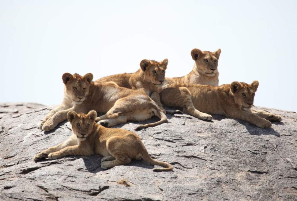 Saviez-vous ? Les Big Five ont été nommés par des chasseurs, pas par des touristes