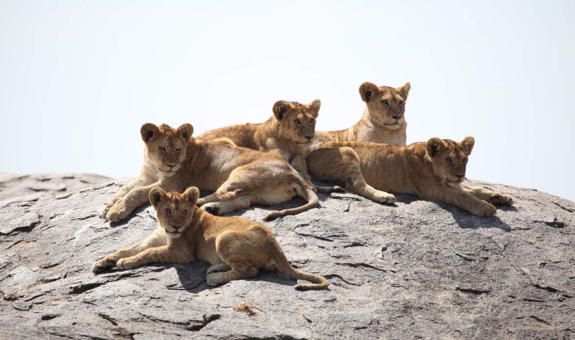 Saviez-vous ? Les Big Five ont été nommés par des chasseurs, pas par des touristes