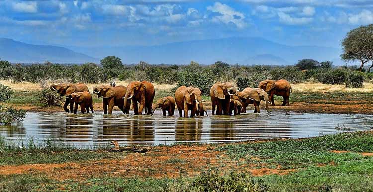 Vous cherchez un safari familial abordable en Afrique ? Découvrez les meilleures destinations, activités et forfaits avec Tour Afrique Orientale.