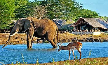Safari à Tsavo Est : Quel Budget Prévoir pour une Aventure Sauvage ?