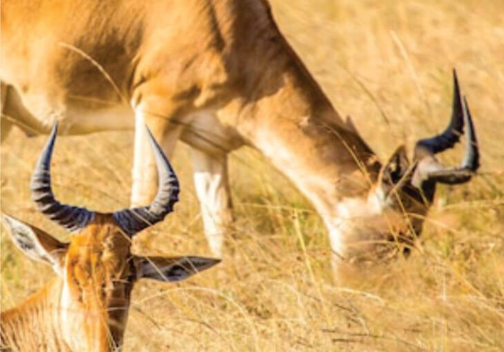 5 Raisons de Choisir Samburu en 2025 Pourquoi Samburu est la Destination Safari Incontournable du Kenya en 2025 ?