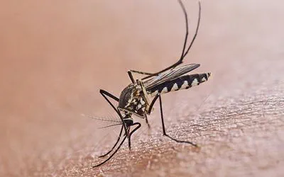 Vaccinations et précautions de santé pour un safari en Afrique