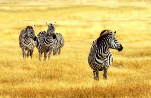 Vivez un safari de 7 jours au Kenya à travers le Maasai Mara, le lac Nakuru, Amboseli et Tsavo. Une aventure sauvage inoubliable avec Tour Afrique Orientale."