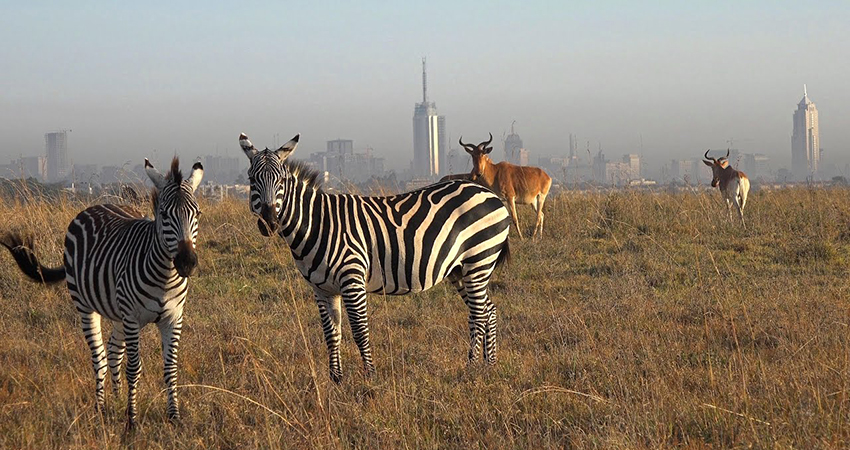 Nairobi City Tour : Découvrez la jungle urbaine du Kenya avec une touche culturelle