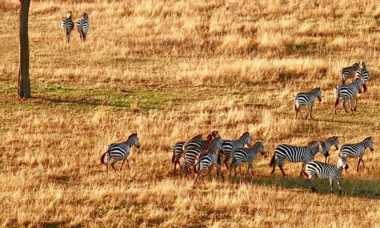 🇰🇪 Que faire au Kenya : 12 Activités Inoubliables et Magiques à Ne Pas Manquer
