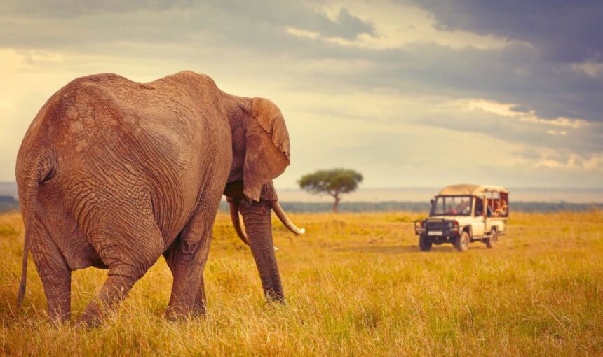 Voyage haut de gamme en Afrique : Le luxe à l’état sauvage avec Tour Afrique Orientale 2025