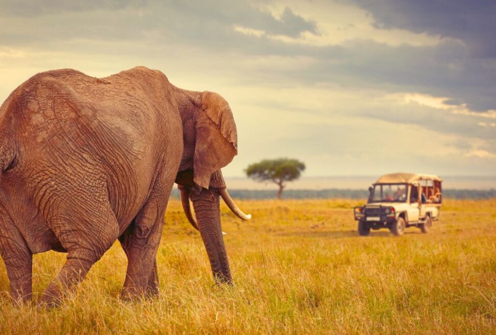 Voyage haut de gamme en Afrique : Le luxe à l’état sauvage avec Tour Afrique Orientale