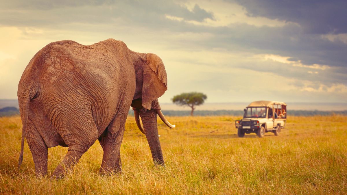 Voyage haut de gamme en Afrique : Le luxe à l’état sauvage avec Tour Afrique Orientale