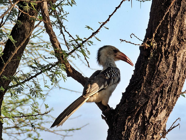 Règles de safari, expérience de safari, safari au Kenya, safari en Tanzanie, Tour Afrique Orientale