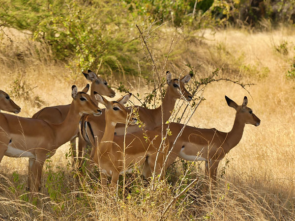 Les Prix Cachés des Safaris : Ce que les Agences Ne Vous Disent Pas