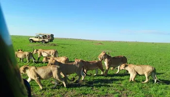Découvrez les vêtements et équipements essentiels à emporter pour un safari avec Tour Afrique Orientale. Des vêtements légers aux jumelles, préparez-vous pour une aventure safari inoubliable au Kenya et en Tanzanie.