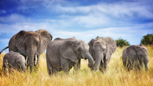 Partez pour une aventure inoubliable de 3 jours à travers le Serengeti et le cratère du Ngorongoro avec Tour Afrique Orientale. Rencontrez la faune sauvage, admirez des paysages à couper le souffle et vivez une immersion culturelle unique.