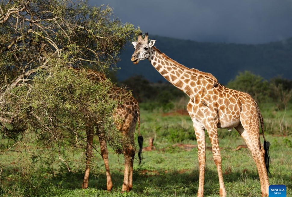 Quelles Vaccinations ou Précautions Sanitaires Sont Recommandées pour un Voyage au Kenya ?