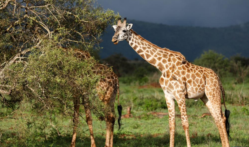 Comment se rendre au Kenya pour un safari ?