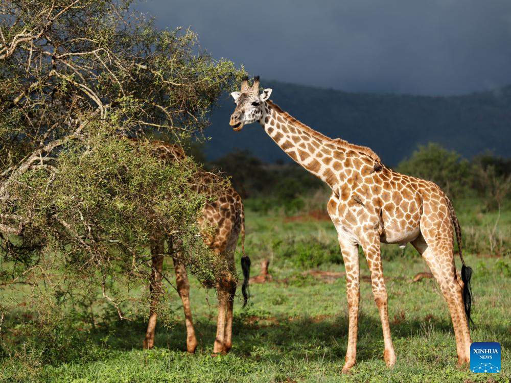 Découvrez comment se rendre au Kenya pour un safari : vols, visa, aéroports, activités, et circuits recommandés avec Tour Afrique Orientale.