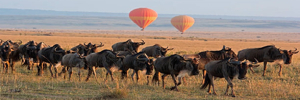 Découvrez le safari palpitant du Maasai Mara avec Tour Afrique Orientale. Explorez la faune, la culture et l'aventure dans la destination la plus emblématique du Kenya. Réservez votre tour dès aujourd'hui !