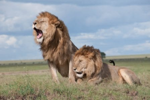 Un safari en Afrique est souvent perçu comme une aventure de luxe, mais saviez-vous qu'il est tout à fait possible de vivre une expérience exceptionnelle sans se ruiner ?
