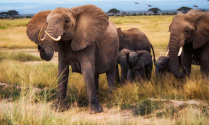 Partez pour l’aventure de votre vie au Kenya ! Découvrez la faune sauvage, des paysages à couper le souffle et des trésors culturels conçus pour les voyageurs d’Afrique du Nord et de l’Ouest, notamment d’Algérie, du Maroc, du Sénégal et de Côte d’Ivoire.