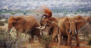 Explorez le Parc National de Tsavo Est avec Tour Afrique Orientale. Observez les éléphants rouges, savourez la savane et vivez un safari inoubliable. Découvrez nos circuits, activités et conseils de voyage.