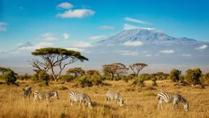 Explorez le Parc National d'Amboseli avec Tour Afrique Orientale. Découvrez une faune incroyable, des vues magnifiques du Mont Kilimandjaro et des activités culturelles avec les Maasai. Réservez votre safari d'aventure aujourd'hui !