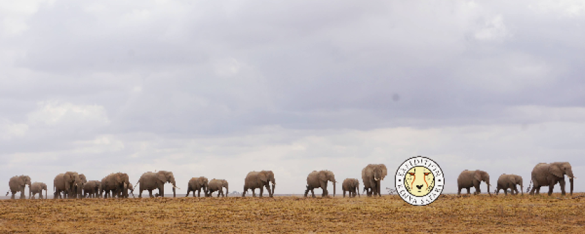 Un avis détaillé sur le Safari Symphonie de 5 jours au Kenya avec Tour Afrique Orientale. Découvrez Tsavo Est, les collines de Taita, Tsavo Ouest et Amboseli à travers un voyage inoubliable.
