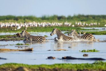 Découvrez pourquoi les safaris tout compris de Tour Afrique Orientale au Kenya sont le meilleur choix. Parcs exceptionnels, activités incluses, prix compétitifs et souvenirs garantis.