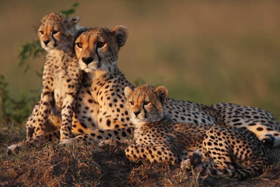 Découvrez des aventures safari incroyables et des destinations au Kenya et en Tanzanie avec Tour Afrique Orientale. Du Tsavo au Zanzibar, profitez de la faune, des expériences culturelles et des escapades à la plage