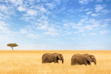 Voyager au Kenya depuis la France offre une occasion passionnante d'explorer l'une des destinations les plus diversifiées et captivantes d'Afrique. Que vous cherchiez l'excitation d'un safari au Kenya,