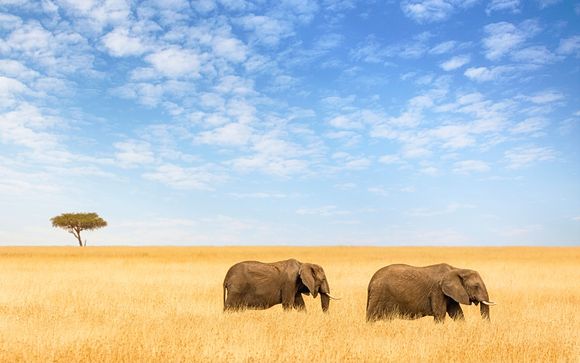 Voyager au Kenya depuis la France offre une occasion passionnante d'explorer l'une des destinations les plus diversifiées et captivantes d'Afrique. Que vous cherchiez l'excitation d'un safari au Kenya,