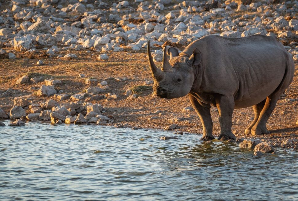 Trouvez la meilleure agence de voyage pour un safari inoubliable en Afrique, offrant des safaris personnalisés et des expériences de voyage de qualité dans des destinations comme le Masai Mara, Tsavo West et Zanzibar.