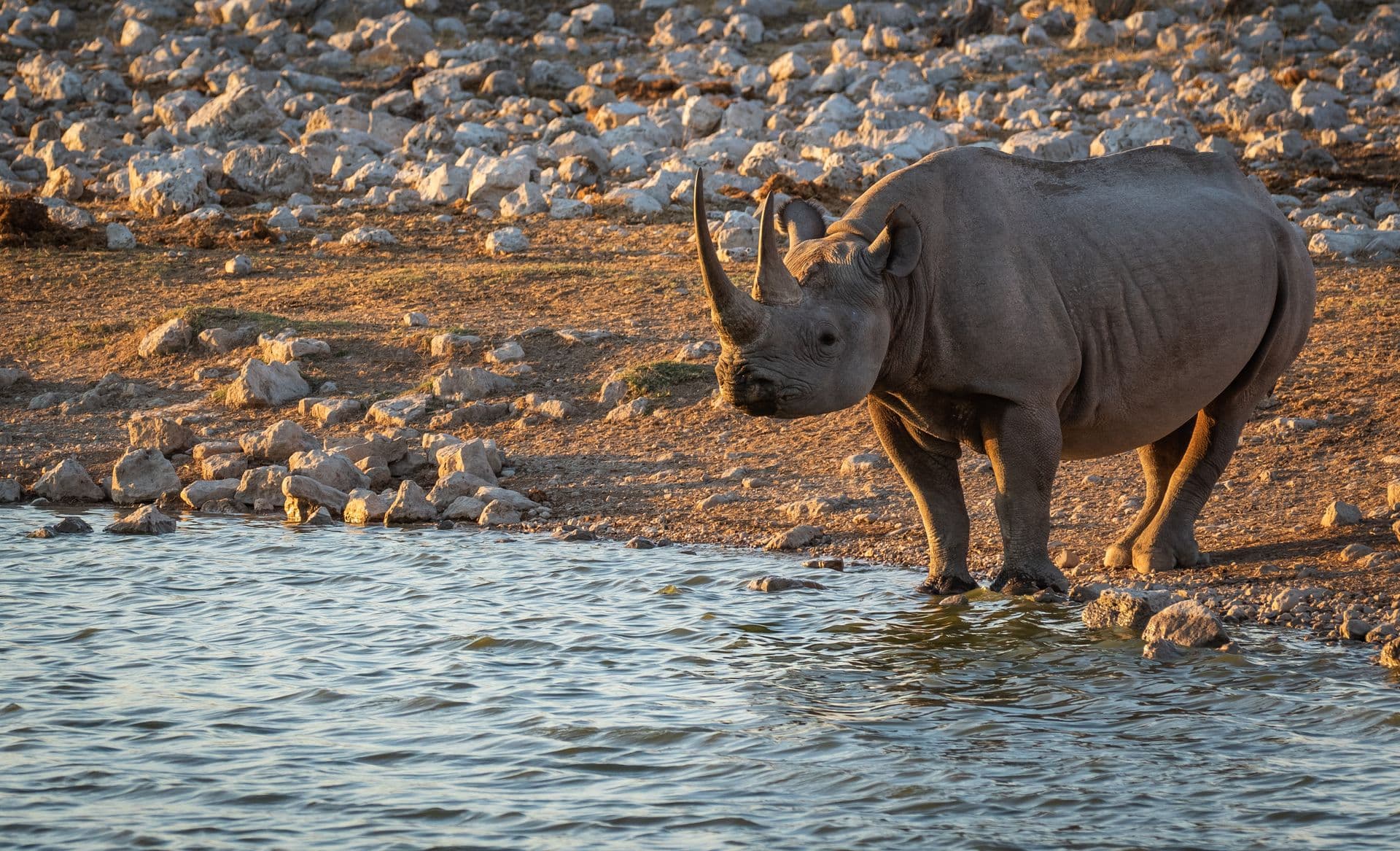 Trouvez la meilleure agence de voyage pour un safari inoubliable en Afrique, offrant des safaris personnalisés et des expériences de voyage de qualité dans des destinations comme le Masai Mara, Tsavo West et Zanzibar.