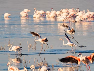 Explorez la beauté du Parc National du Lac Nakuru, abritant des flamants roses, des rhinocéros et une faune diversifiée. Découvrez des activités passionnantes et des forfaits safari pour découvrir cette destination incroyable.