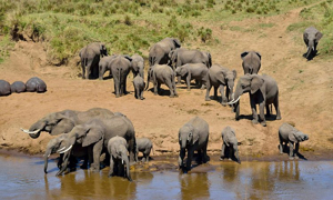 Parc National de Tarangire : Le Joyau Caché du Circuit Safari en Tanzanie 2025