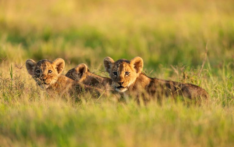 Découvrez les différences de prix de safari dans les principales réserves du Kenya : Tsavo, Amboseli et Maasai Mara. Explorez des forfaits safari uniques, des activités et des conseils pour votre prochaine aventure safari avec Tour Afrique Orientale.