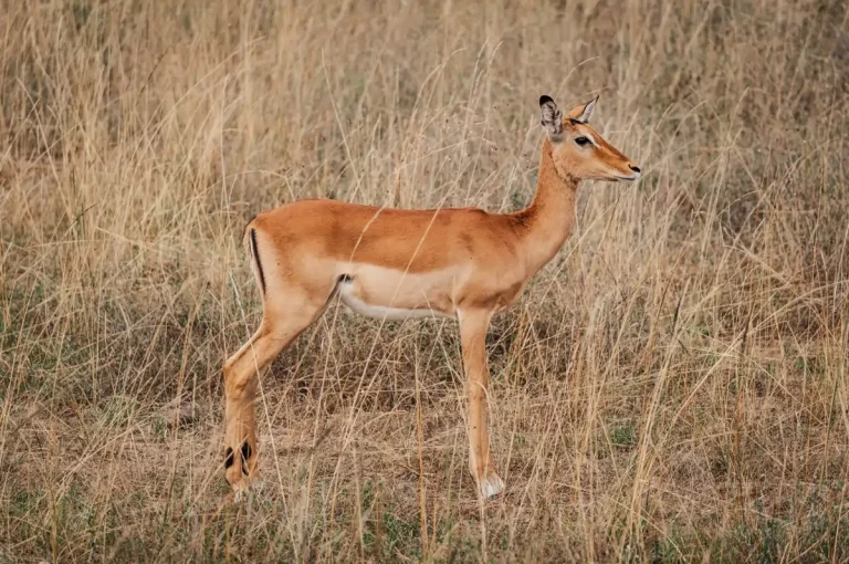 Conseils Pratiques : Réserver un Vol Paris-Nairobi avec une Escale à Dubaï ou Istanbul