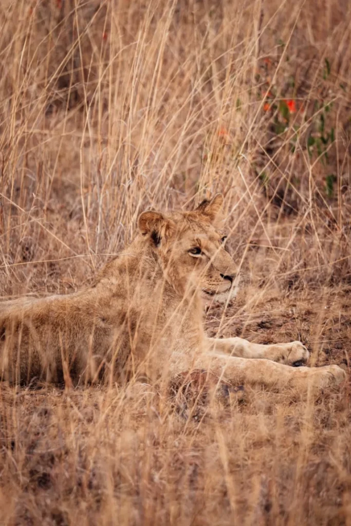 Découvrez comment combiner un safari inoubliable au Kenya avec des moments de détente sur les plages idylliques de Zanzibar. Planifiez votre voyage avec Tour Afrique Orientale.