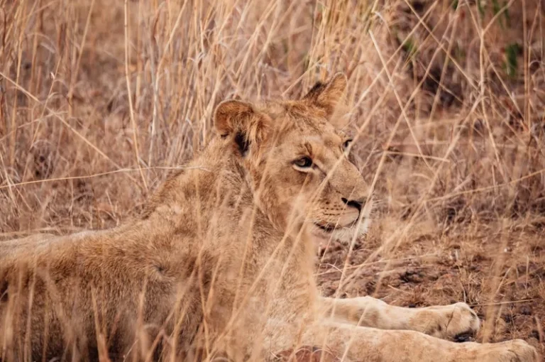 Vols Paris-Nairobi 2025 : Combinez Safari au Kenya et Détente sur les Plages de Zanzibar