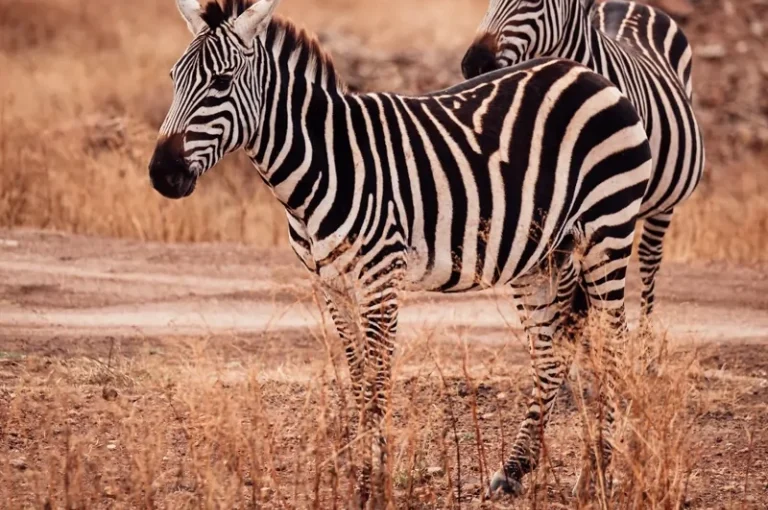 Promotions Été 2025 : Vols Paris-Nairobi dès 500€ avec Forfait Safari Inclus